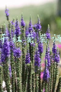 长城干红葡萄酒报价