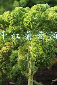 长城干红葡萄酒报价