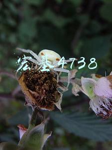宏基4738g换显卡(1爽=9952张GT710？)