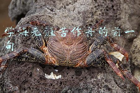 学海无涯苦作舟的前一句话(书山有路勤为径，学海无涯苦作舟)