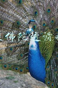 蜜丝佛陀透滑粉饼真假如何判断(出门可以不带钱，但粉饼一定要装包里面！)