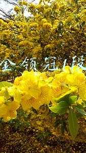 伊利金领冠1段价格