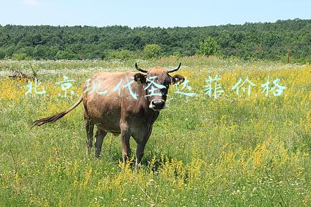 北京现代圣达菲价格
