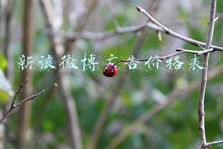 新浪微博广告价格表