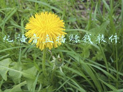 纯语音直播赚钱软件