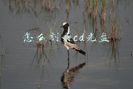 怎么刻录cd光盘