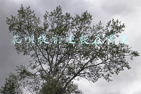 花呗提前还款在哪里