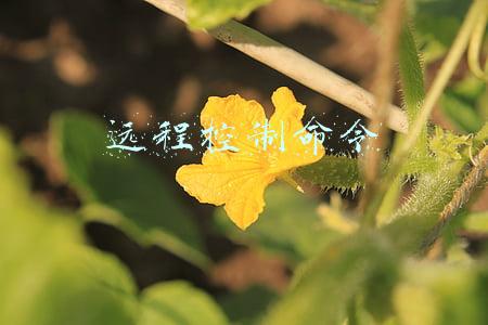 远程控制命令