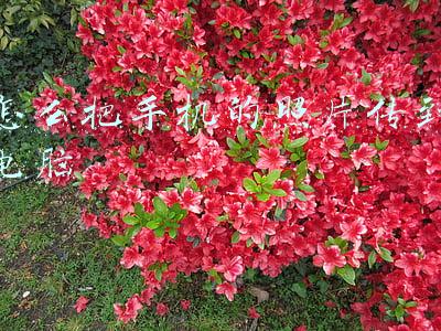 怎么把手机的照片传到电脑