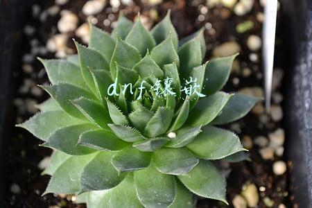 dnf镶嵌