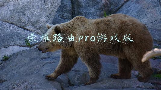 荣耀路由pro游戏版
