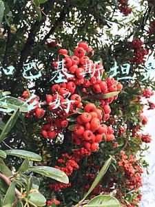 中国和巴基斯坦关系为什么这么好