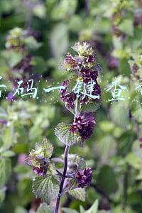 手机号查询快递物流信息(一键批量查询大量中通快递并设置快递参数的简单操作步骤)