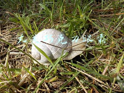 丸美眼霜哪款最好用(谁说眼霜贵的才有用？这4款“国货眼霜”便宜又好用，值得收藏)