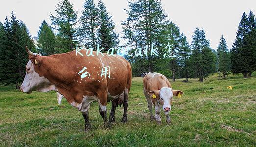 kakaotalk怎么用