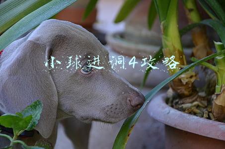 小球进洞4安卓版(能让不会射箭的人也能百发百中，这位国外网红火了)