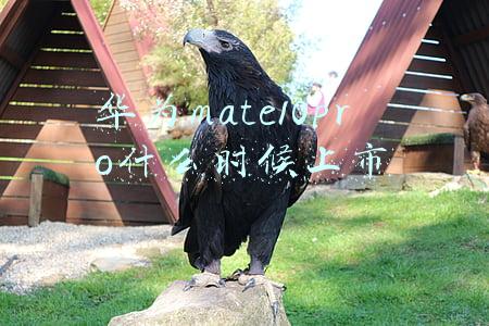 华为mate10pro什么时候上市,上市多少钱(从4899元降至1250元，麒麟芯片+鸿蒙系统+徕卡镜头)