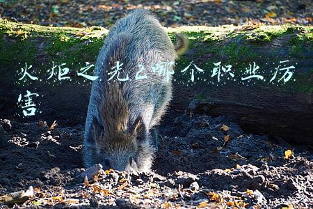 火炬之光2哪个职业厉害