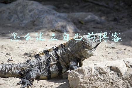 如何建立博客(5分钟，超简单教你搭建个人博客，轻松拥有简约博客)