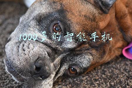 1000多的手机哪个性价比高(盘点目前公认“很好用”的3款千元机，需求要看清，少花冤枉钱)