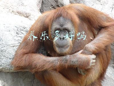 养乐多好吗