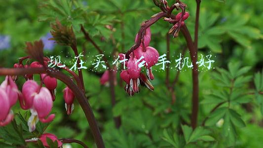 现在买什么手机好