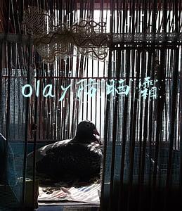 olay防晒霜怎么样(热门防晒霜推荐)