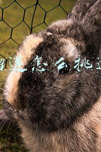 榴莲怎么挑选公母(买榴莲时，记住3招，挑出“母榴莲”，皮薄肉厚，不花冤枉钱)