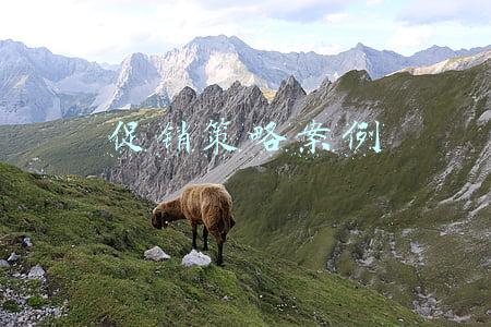 促销策略案例
