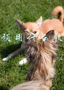 做视频用什么软件好