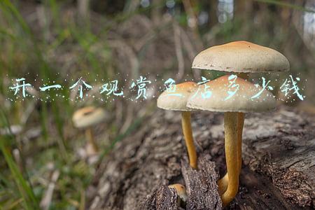 开个鱼店需要多少钱 开个卖鱼的店投资多少