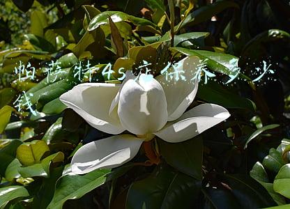 帕萨特4s店维修价格表；帕萨特4s店保养价格表