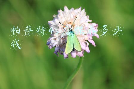 帕萨特常规保养多少钱_帕萨特的保养费用多少