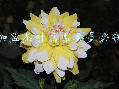 茶叶门店加盟费多少钱,加盟茶叶店要多少钱