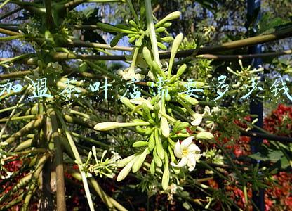 加盟茶叶店赚钱吗(加盟茶叶店利润)