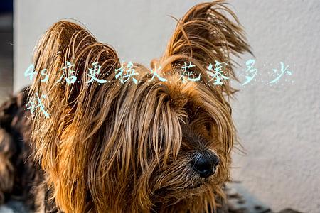 奥迪4s店更换火花塞多少钱(奥迪4s店换火花塞价格)