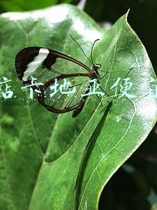 海南免税店有卡地亚吗(海南免税店有卡地亚吗?)