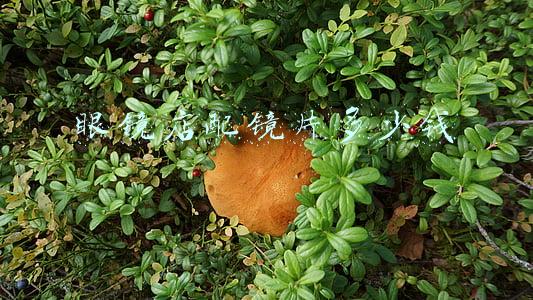 镜片花了眼镜店能修复吗:镜片花了眼镜店能修