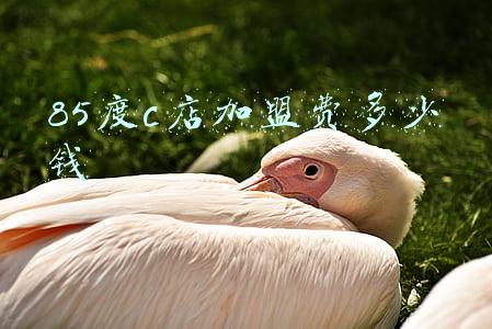 85度c如何加盟：85度c怎么加盟开店
