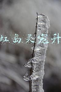 彩虹岛灵宠升级