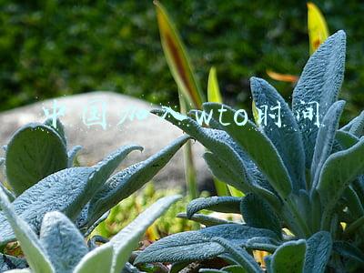 中国加入wto时间