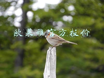 欧莱雅官方报价