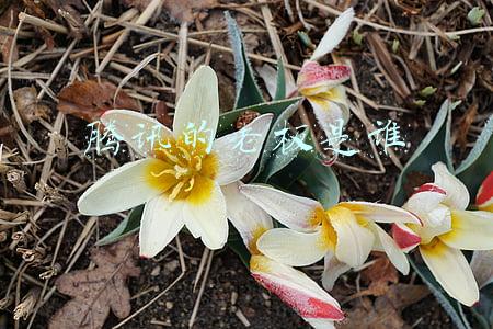 腾讯老板(马化腾只占腾讯10%股份，幕后大老板竟然是黑人兄弟！)