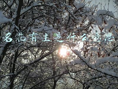 名花有主是什么意思