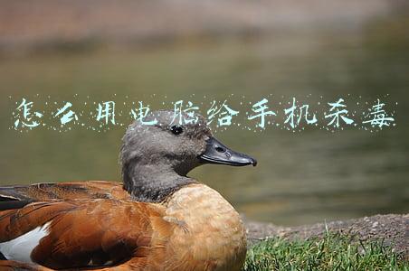 怎么用电脑给手机杀毒