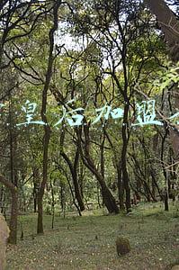 蜜雪皇后加盟费多少钱(没有经验的人开什么店好？)