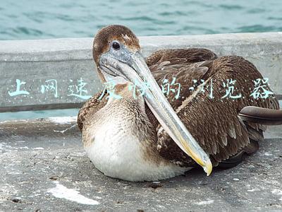 上网速度快的浏览器