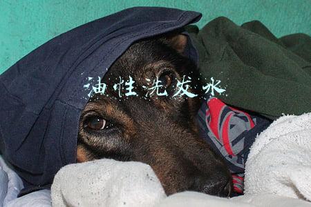油性洗发水