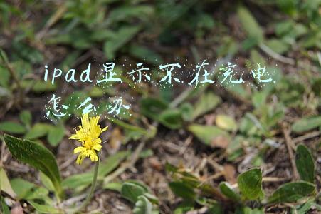 ipad显示不在充电怎么办