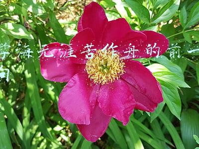 学海无涯苦作舟的前一句 学海无涯苦作舟的前一句